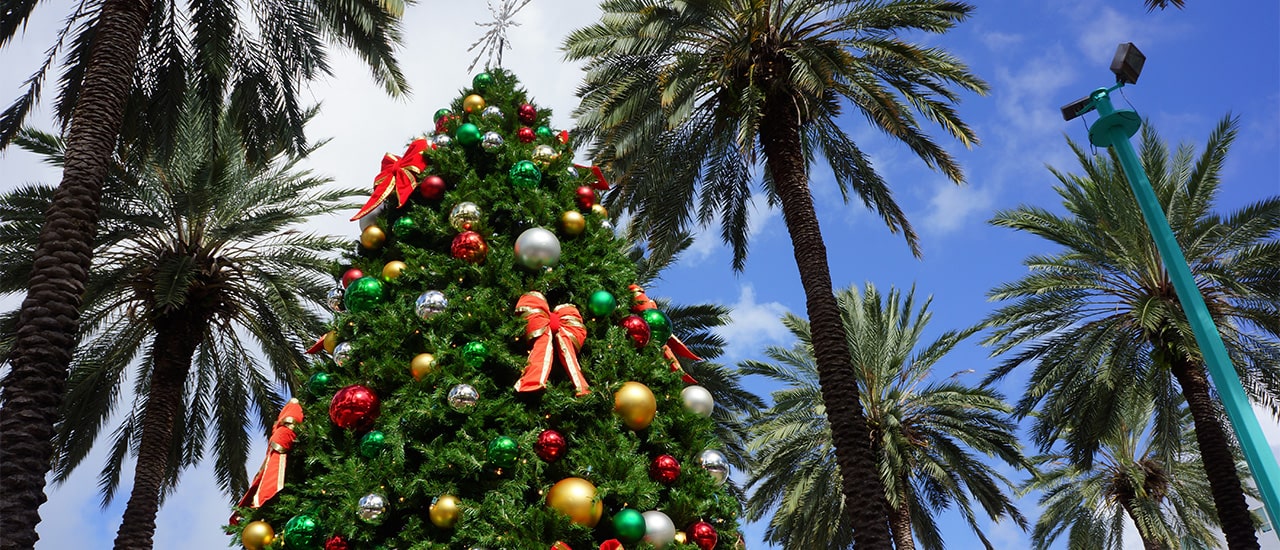 palm trees and Christmas tree in Sarasota florida